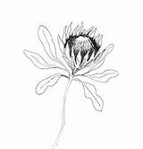 Protea Drawing Flower Line Flowers Coloring Template Illustration Kid sketch template