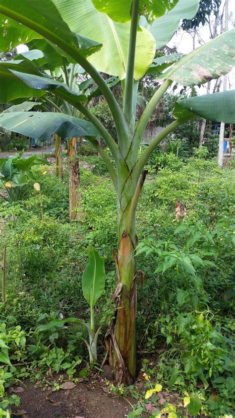 warisan petani tanaman pisang  pisang nipah