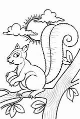 Coloring Squirrel Pages Baby Cartoon Autumn Scaredy Getdrawings Printable Getcolorings Color sketch template