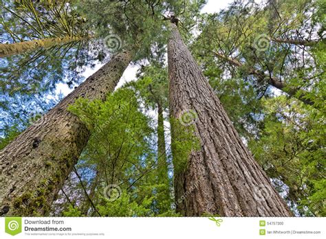 douglas fir forest stock photo image  capilano douglas