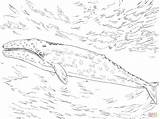 Ballenas Walvis Whale Colorear Baleine Kleurplaat Disegno Balena Grijze Kleurplaten Supercoloring Capodoglio Colouring Stampare Grigia Giona Storia Categorieën sketch template