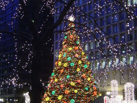 chicago daley plaza christmas tree   christmas  flickr