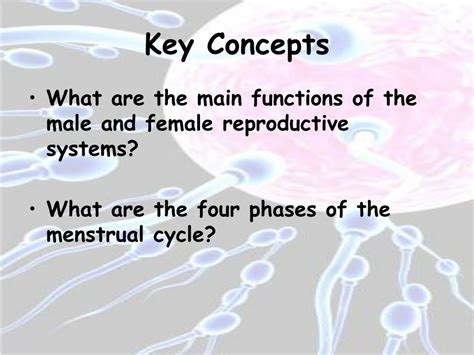 Ppt Chapter 39 The Endocrine And Reproductive Systems Powerpoint