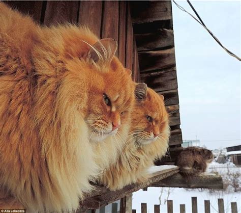 farmer captures amazing photos of siberian cats daily