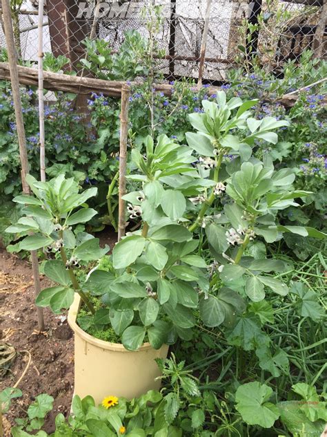 grow broad beans  containers broad beans growing growing