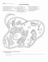 Cell Animal Coloring Sheet Membrane Worksheet Name Ligh Brown Studylib Nucleoplasm Apparatus Golgi Excel Db sketch template