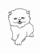 Persian Kitten sketch template