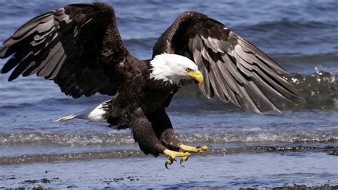 nj bald eagles continues  thrive survey finds whyy