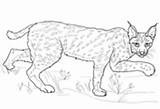 Lynx Coloring Pages Iberian sketch template