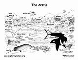 Arctic Coloring Habitat Tundra Animals Animal Artic Sheets Pages Poster Kids Labeled Printable Exploringnature Nature Pdf North Sponsors Wonderful Support sketch template