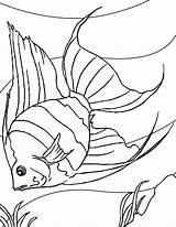 Fish Coloring Pages Color Printable Kids sketch template