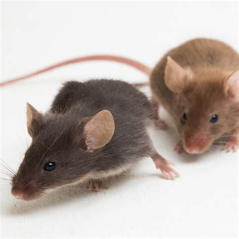 difference  mice  rats fantatsic pest control