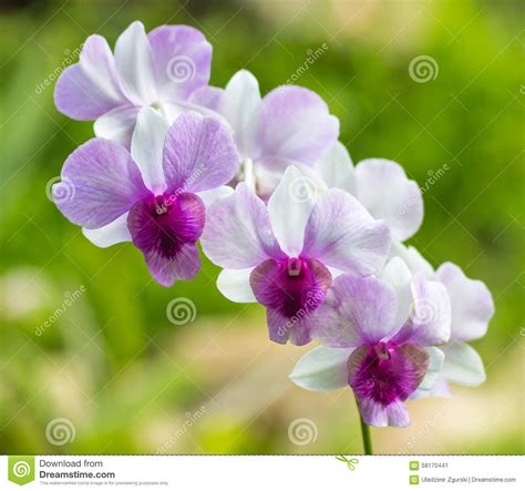 Pink With Purple And White Orchid Flowers Stock Image