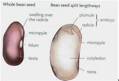 seed anatomy diagram quizlet