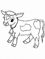 Cow Coloring Calf Pages Baby Clipart Cows Drawing Cattle Printable Cute Print Para Colorear Cartoon Realistic Dibujos Golden Color Clarabelle sketch template
