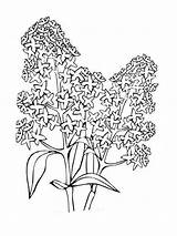Lilac Coloring Pages Flower Flowers Print Designlooter Color Printable Getcolorings 1000px 41kb sketch template