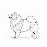 Coloring Breed Dog Pages Spitz Surfnetkids sketch template