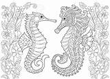 Seahorse Zentangle Stilisiert Seepferdchen Unterwasserwelt Erwachsene Stylized Welt Fotosearch Malvorlage sketch template