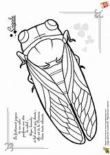Cigale Coloriage Fourmi Betes Insecte Hugolescargot Visiter Hugo Qui Coloriages sketch template