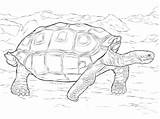 Galapagos Tortoise Tortuga Realistic Tortugas Realista Gigante Supercoloring Ecuador Gigantes Galápagos Tortoises Printables sketch template