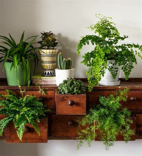 great ideas  display houseplants indoor plants decoration page    balcony garden web