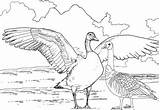 Coloring Goose Realistic Fly Try Pages Children Cartoon Funny sketch template