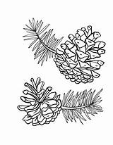 Pine Coloring Cones Pages Cone Printable Drawing Pinecone Colouring Fall Line Template Coloringcafe Simple Patterns Ausmalen Printables Embroidery Cache Adult sketch template