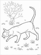 Cat Shorthair East Pages Coloring Color sketch template