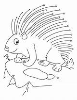 Porcupine Coloring Pages Printable Threatened Cute Animal Color Porcupines Sheets Sketch Library Getdrawings Getcolorings Popular Results Template sketch template