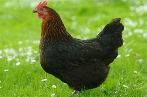black sex link brown egg laying chickens cackle hatchery