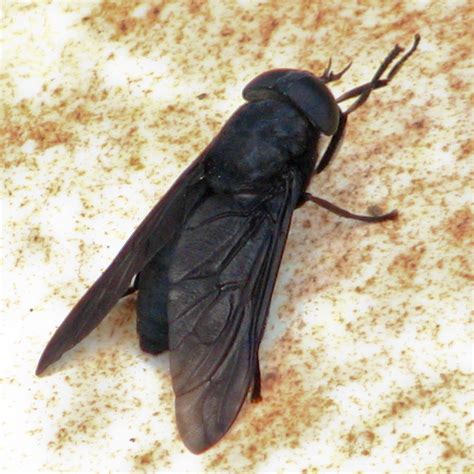 big black fly   southern louisiana  shot    flickr