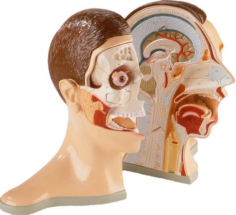 human head anatomical mdels