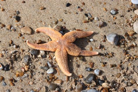 common starfish norfolk wildlife trust