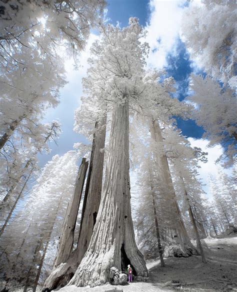 infrared shot  sequoia national park california national parks sequoia national park