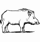 Wild Boar Drawing Hog Pig Feral Vector Vectorstock Drawings Coloring Pages Animal Drawn Paintingvalley Hunting sketch template
