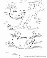 Coloring Pages Farm Animal Ducks Duck Pond Family Printable Kids Animals Swimming Clipart Print Tale Despereaux Sheet Activity Para Patos sketch template