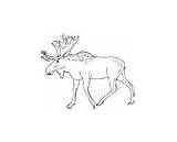 Coloring Eland Moose Pages Animal Animals sketch template