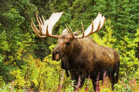 large bull moose  antlers  autumn denali national park interior