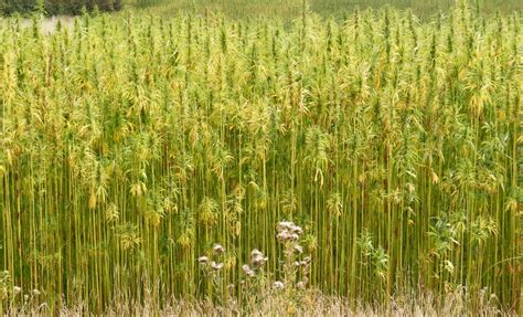 hemp  versatile biofuel   save americas energy