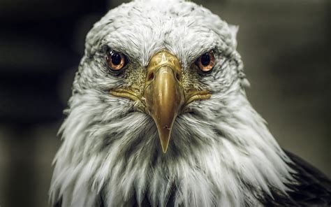 Close Up Eagle Bird Wallpaper 1680x1050 12267