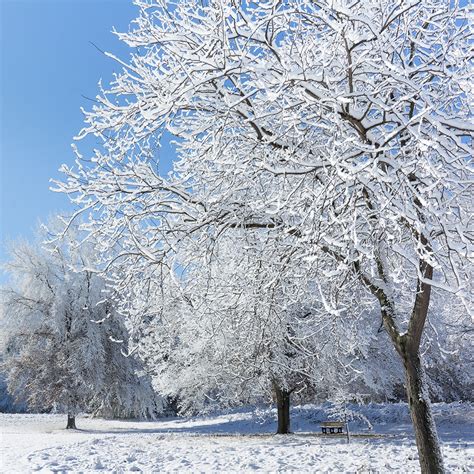 risk  snow  trees elite tree care