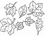 Leaves Fall Coloring Pages Printable Everfreecoloring sketch template