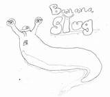 Slug Drawing Banana Getdrawings sketch template