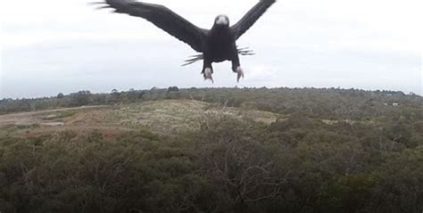 birds  drones interesting dronetrest