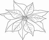 Coloring Poinsettia Getdrawings sketch template