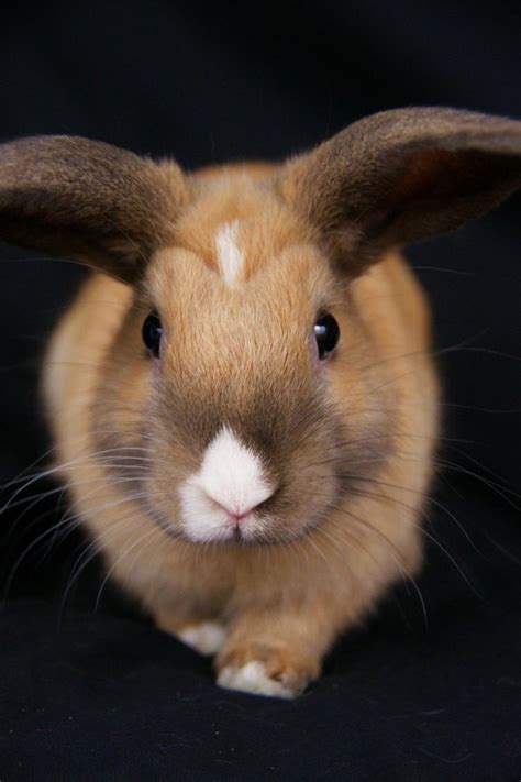 cute rabbit pictures images  pinterest bunnies rabbits