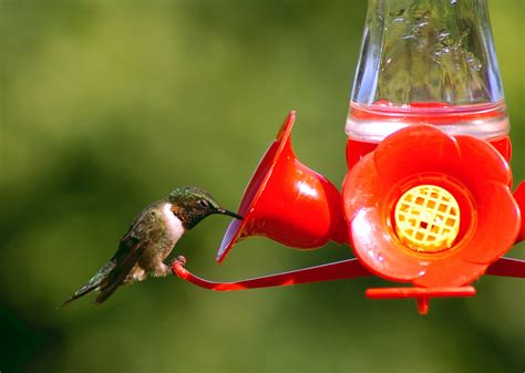 hummingbird feeders guide blains farm fleet blog