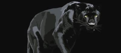panther night  sfiber  deviantart