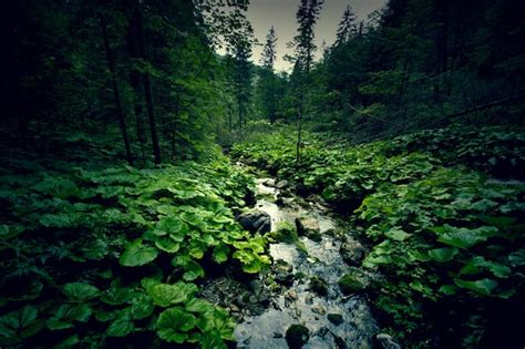 donkergroen bos en rivier gratis foto