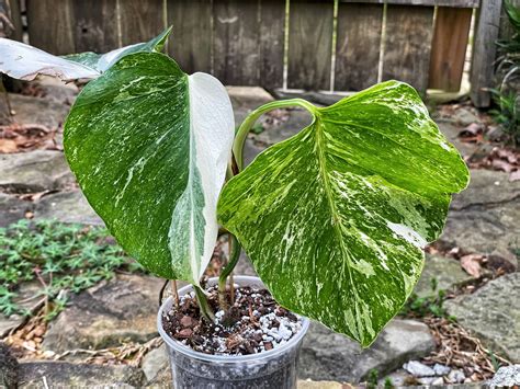 monstera variegated borsigiana small rooted plant  etsy